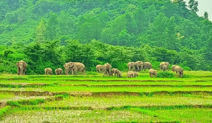 জামালপুর সীমান্তে হাতির তাণ্ডব