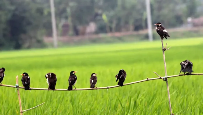 পার্চিং পদ্ধতিতে পোকা দমন কীটনাশক ছাড়াই লাভবান কৃষক (2) পার্চিং পদ্ধতিতে পোকা দমন কীটনাশক ছাড়াই লাভবান কৃষক