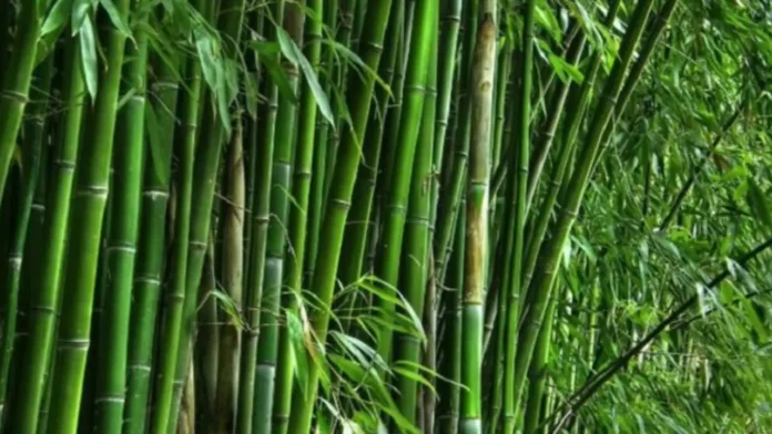 বিশ্ব বাঁশ দিবস আজ বাঁশের ব্যবহার ও বৈশ্বিক গুরুত্ব