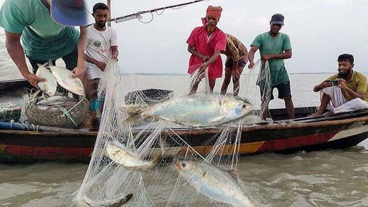 আগামীকাল থেকে ইলিশ ধরার অনুমতি: শেষ হচ্ছে মা ইলিশ রক্ষার ২২ দিনের অভিযান আগামীকাল থেকে ইলিশ ধরার অনুমতি: শেষ হচ্ছে মা ইলিশ রক্ষার ২২ দিনের অভিযান
