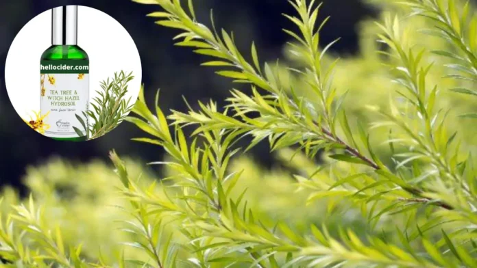 টি ট্রি তেল এখন বাংলাদেশ - আসাদুজ্জামান আরিফের সফলতার গল্প