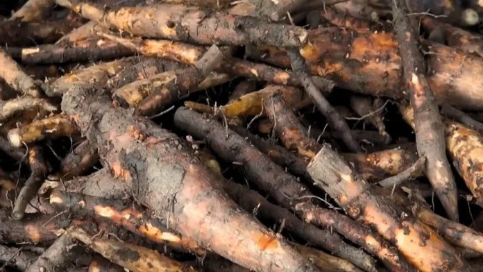 শিমুলের মূল চাষ করে লাখপতি কৃষকেরা