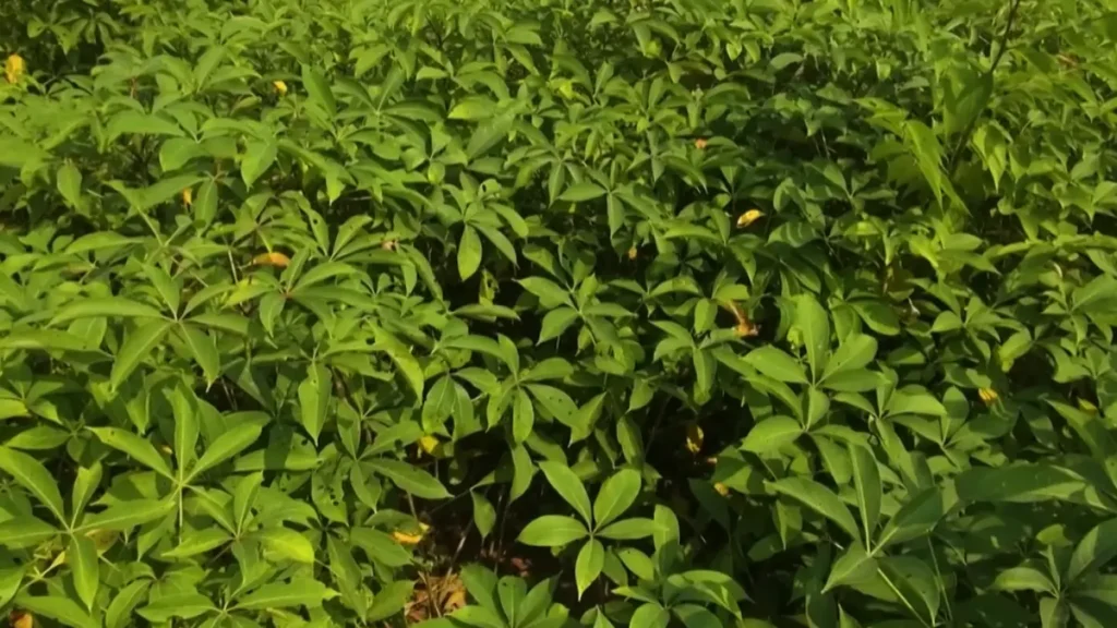 শিমুলের মূল চাষ করে লাখপতি কৃষকেরা শিমুলের মূল চাষ করে লাখপতি কৃষকেরা 2